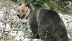 Trentino Bär M49 gefangen