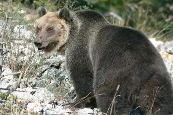 Trentino: Bär M49 gefangen