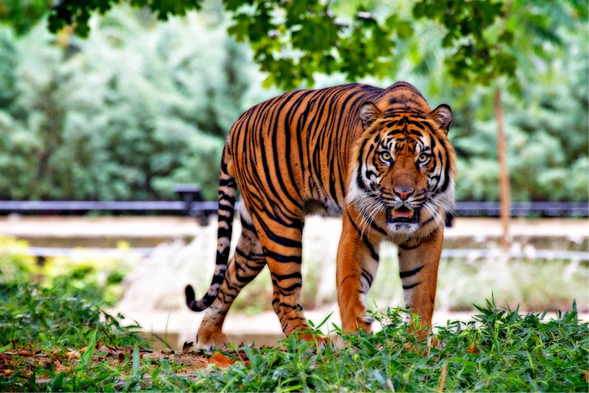 Zoo Tiger in New York mit Coronavirus infiziert