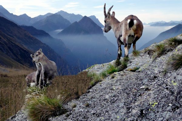 Alpengämse: Durcheinander beim Management