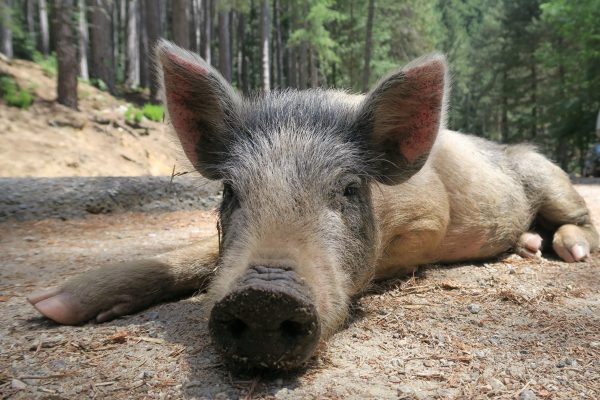 Korsika: Ferientipp für Tierfreunde
