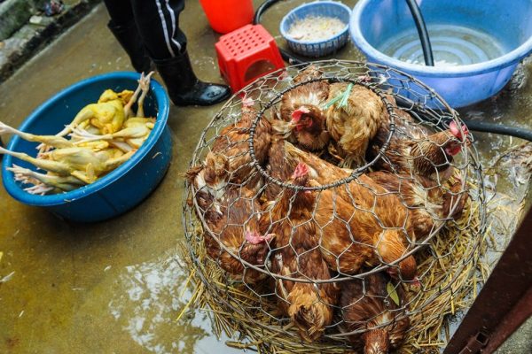 Lebendtiermärkte: Schockierende Aufnahmen ohne Ende aus Asien
