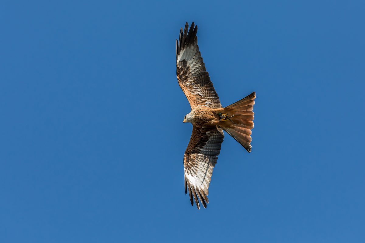 Tierquäler PETA wirft Jagdverband Heuchelei vor