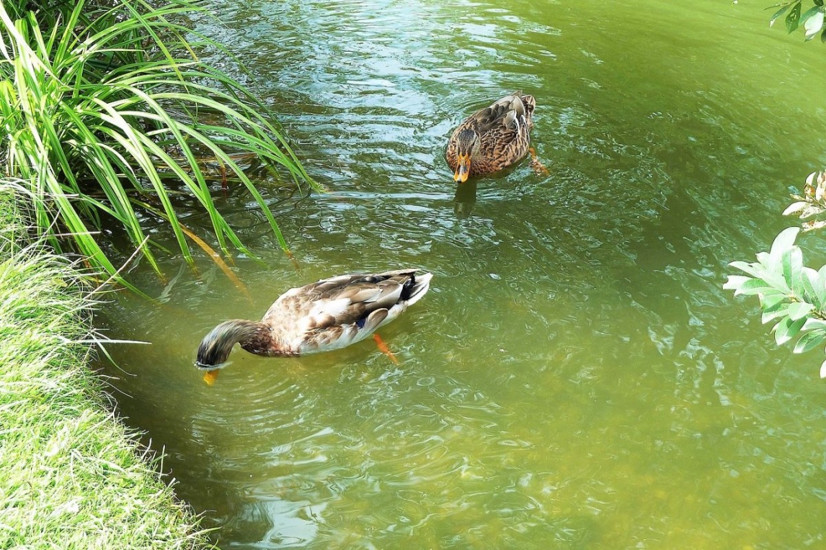 Wettrüsten Sexuelle Konflikte bei Enten
