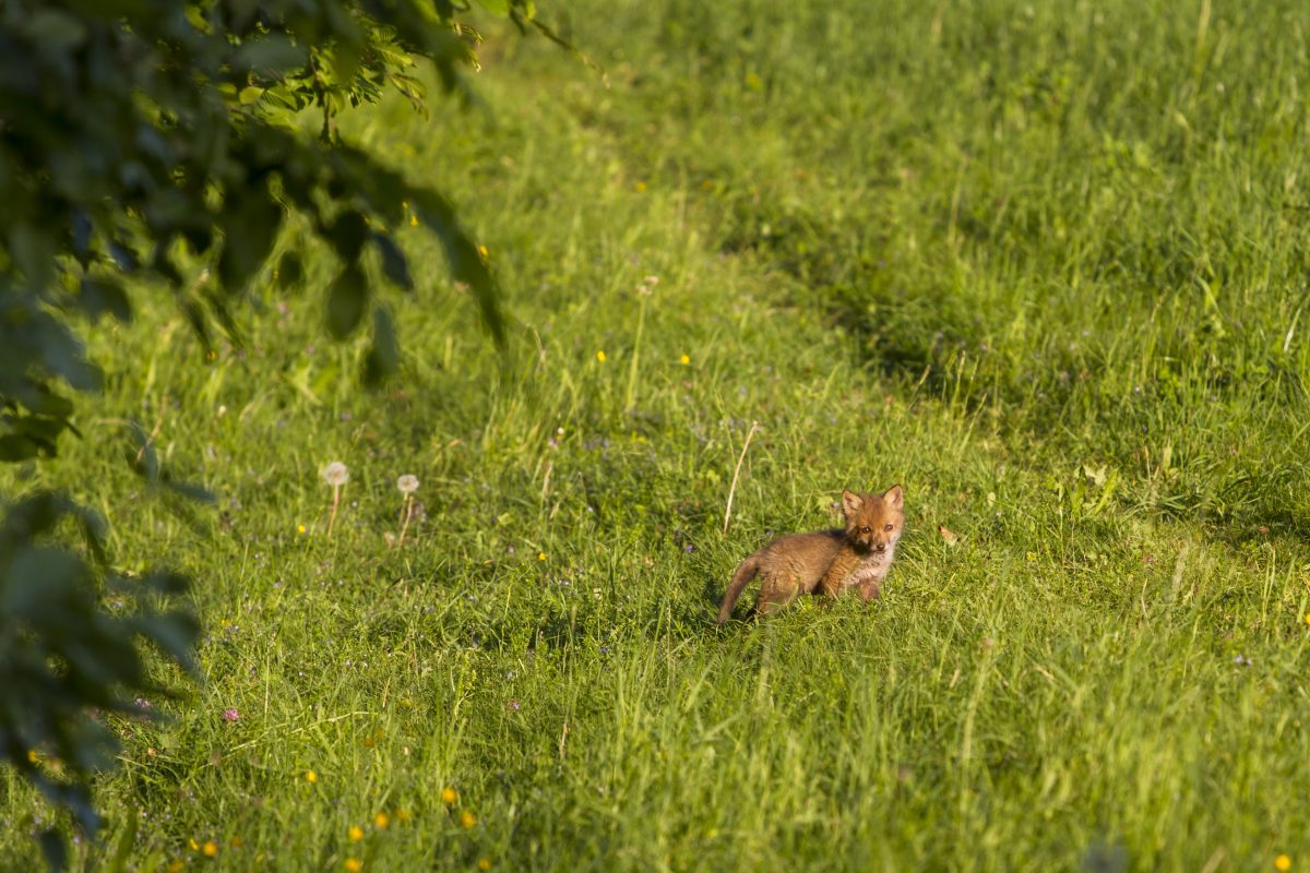 Wiener Tierschutzverein Junge Wildtiere schützen