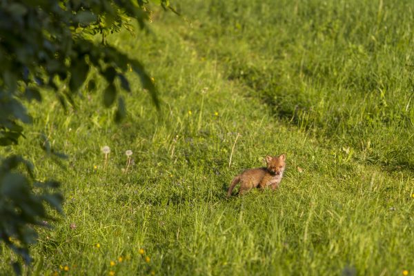 Wiener Tierschutzverein: Junge Wildtiere schützen