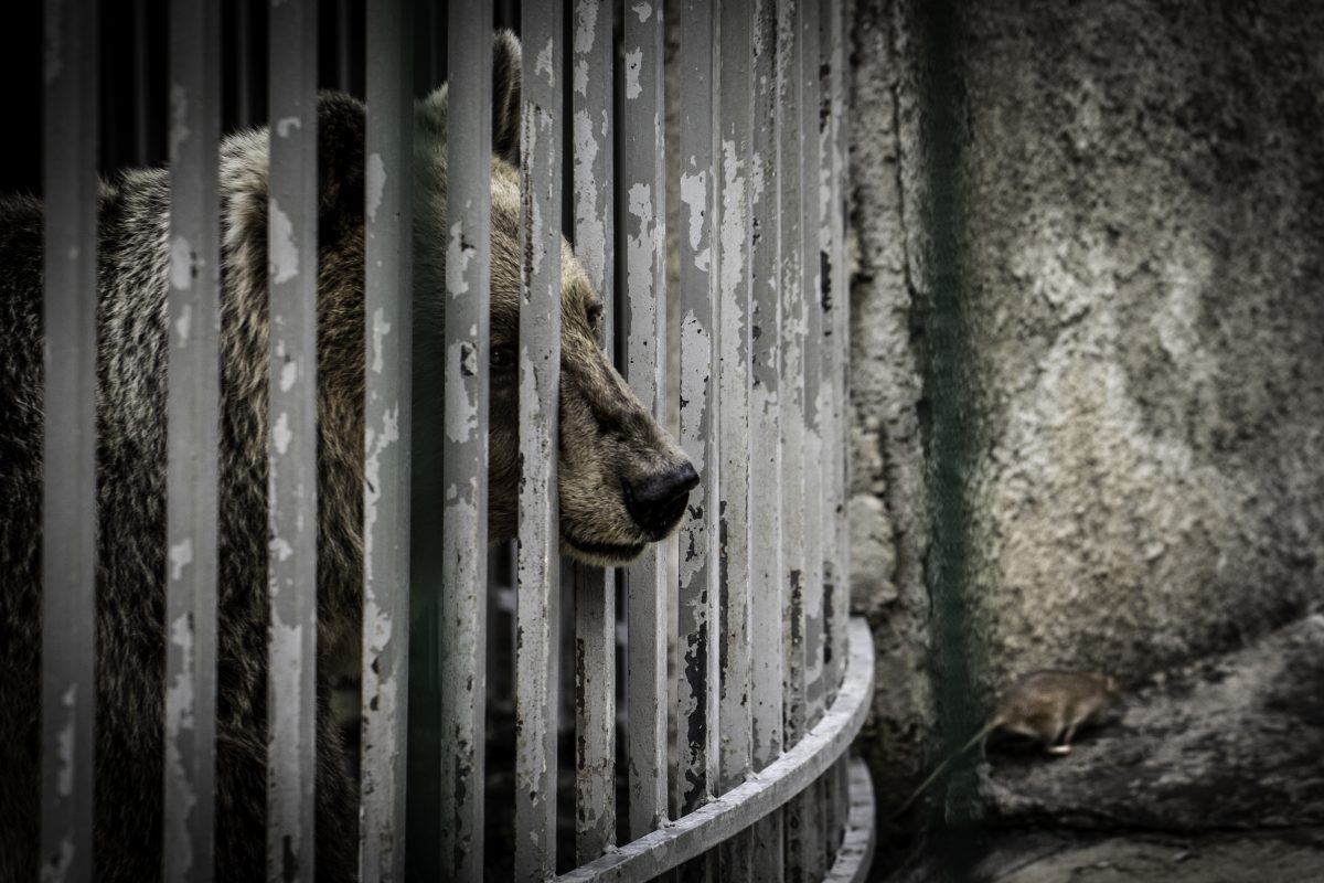 Albanien Illegaler Wildtierhandel ist ausser Kontrolle