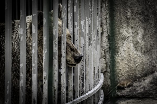 Albania: Illegal wildlife trade is out of control