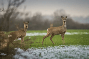 Bundesverwaltungsgericht: Grundstück im Kreis Olpe wird jagdfrei