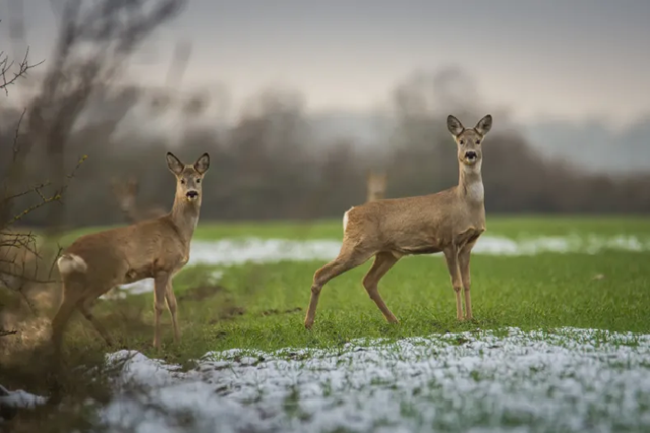 Bundesverwaltungsgericht: Grundstück im Kreis Olpe wird jagdfrei