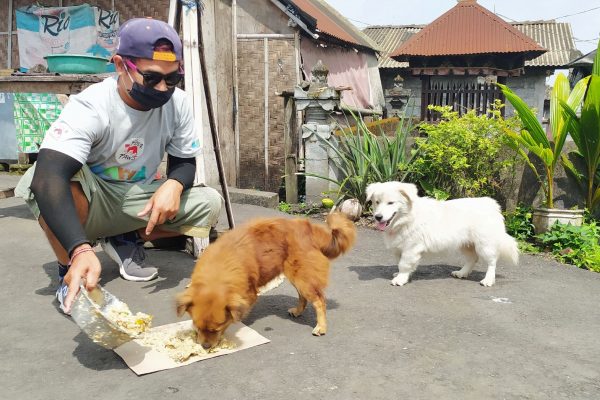 Bali: COVID-19 legt Tourismus lahm: Hungernde Streuner als Folge