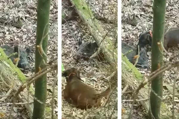 Bad Dürkheim: Hunter repeatedly sets dog on frightened wild boar