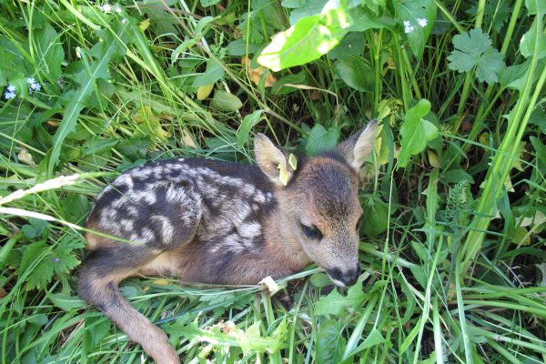 Climate change: Spring is starting too early for roe deer