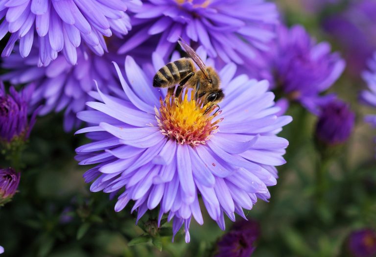 Parlament Massnahmen gegen das Bienensterben