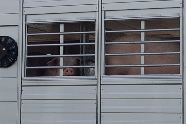 Tönnies: PETA erstattet Strafanzeige gegen Schlachtbetrieb