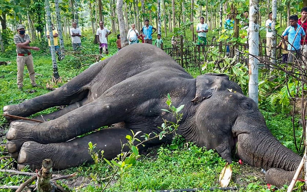 Tierquälerei und ihre Gesetze Der Fall der Kerala-Elefanten