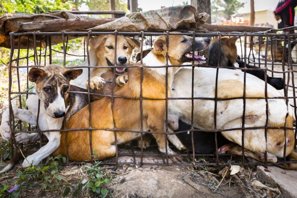 China verbietet den Verkauf von Hunde- und Katzenfleisch