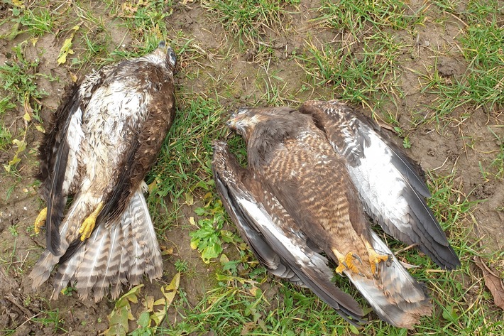 Greifvögel: Fälle von Wilderei nehmen in Deutschland zu