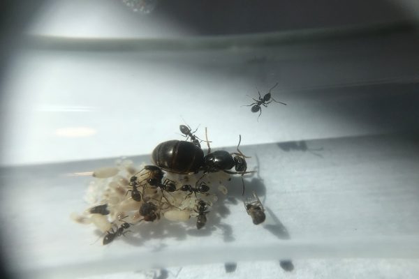 Alarmerende langetermijneffecten van insecticiden op mieren