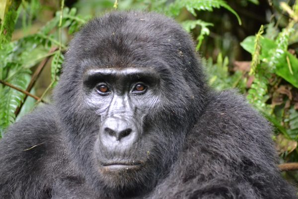 Gorille des montagnes tué : le braconnier condamné à onze ans de prison