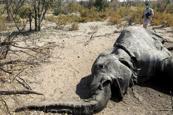 Elefantensterben: Rätsel in Botswana bald gelöst?