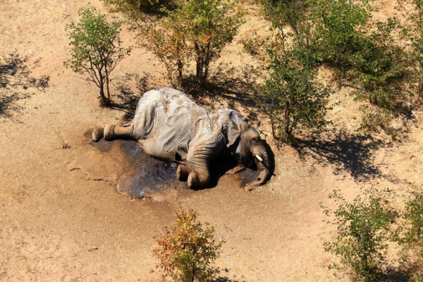 Moria di elefanti in Botswana: mistero risolto