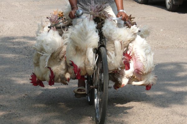 Pollame: la Cina vieta la vendita nei mercati