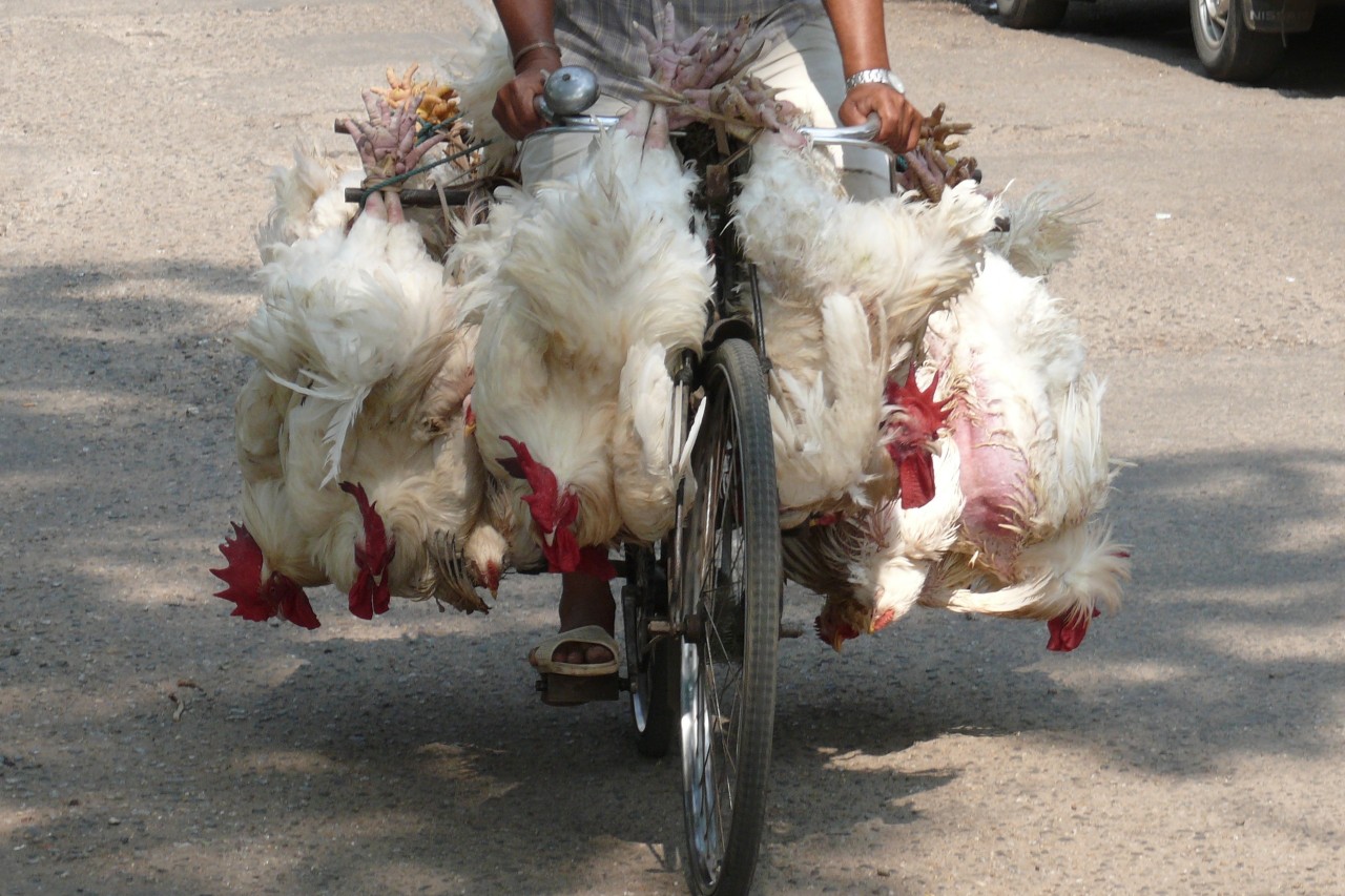 Geflügel China verbietet Verkauf auf Märkten