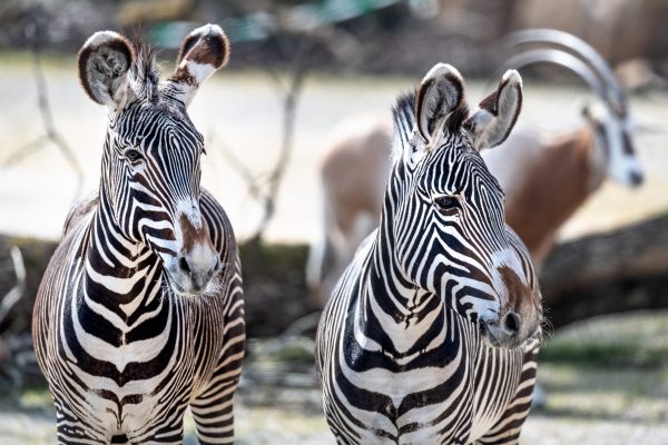 Grevyzebra vor dem Aussterben bedroht