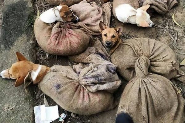 Commerce de viande de chien : le Nagaland en Inde annonce sa fin