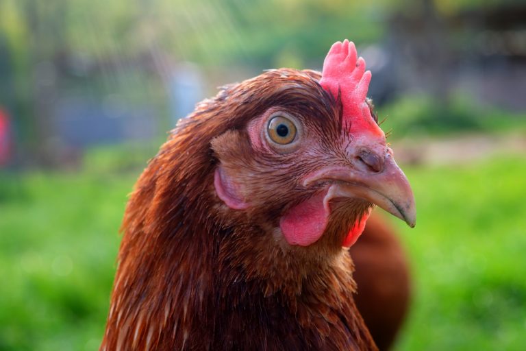 Hühnerköpfe besiegten die Tollwut