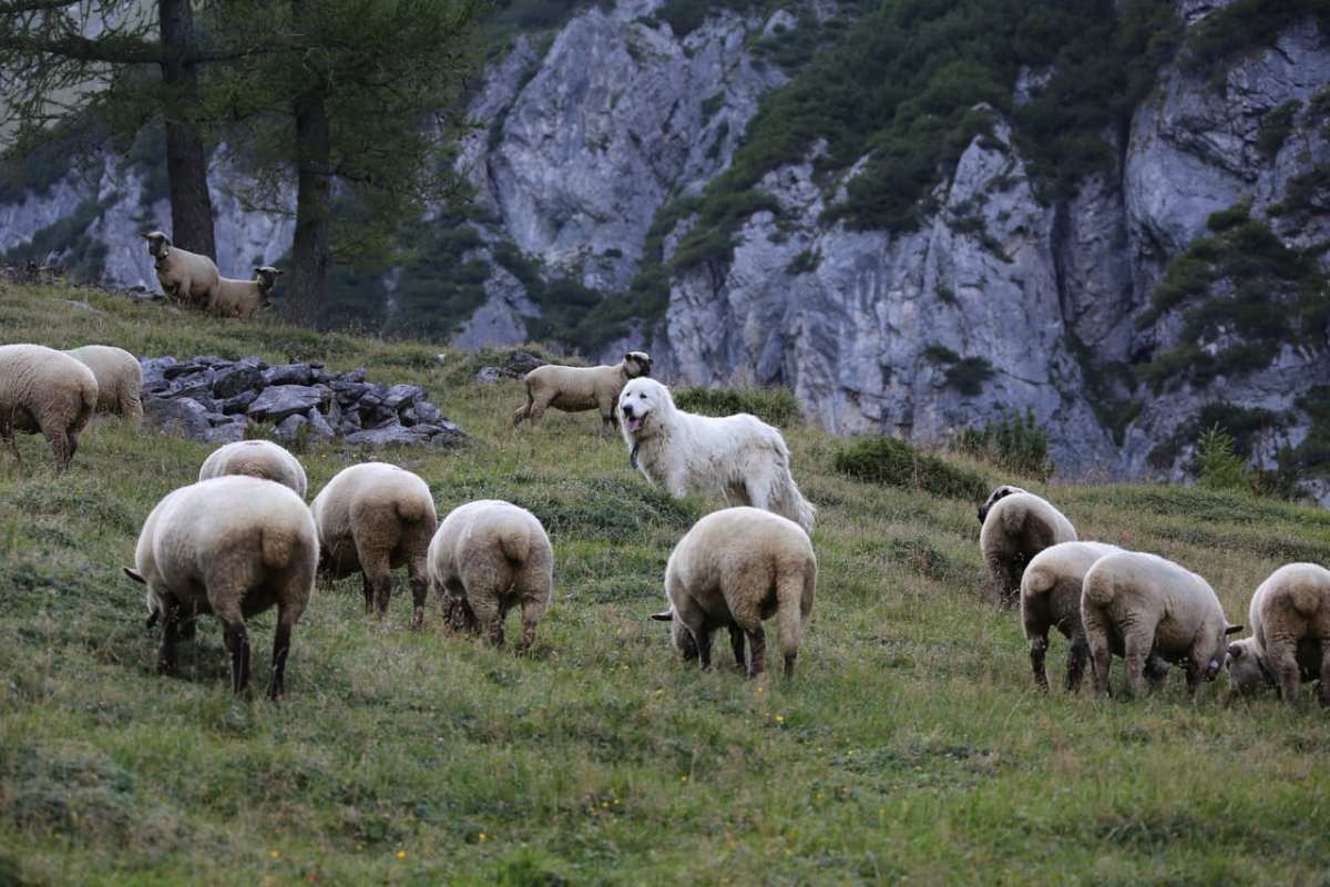 Jagdgesetz Herdenschutz statt Wolfsabschuss