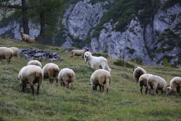 Jagdgesetz: Herdenschutz statt Wolfsabschuss