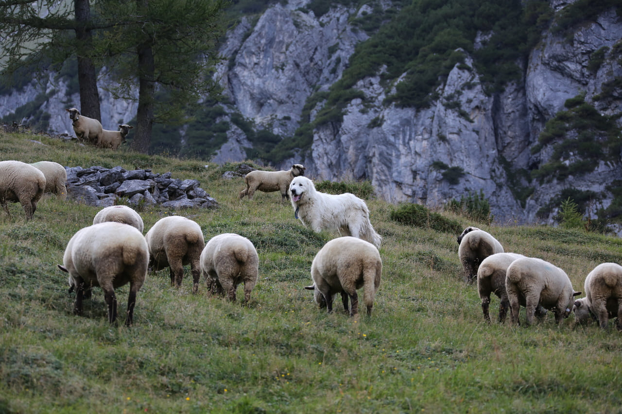 Jagdgesetz: Herdenschutz statt Wolfsabschuss