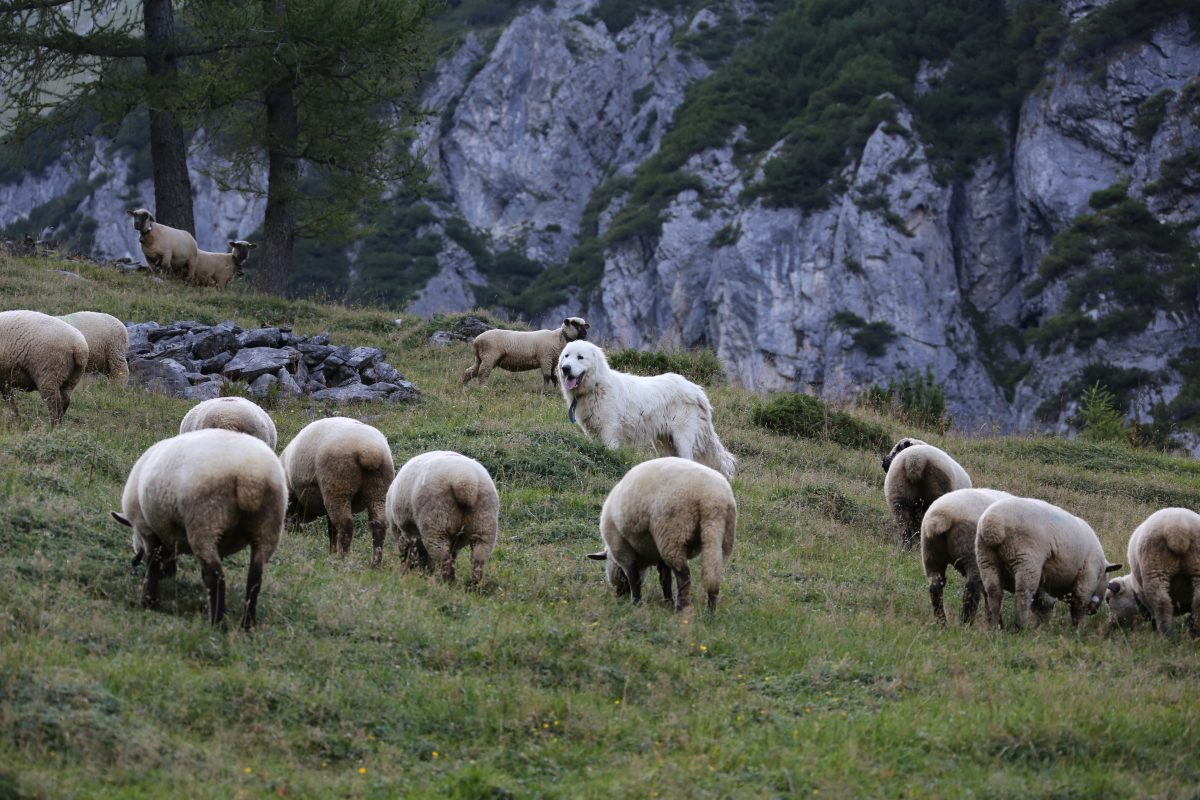 Jagdgesetz Herdenschutz statt Wolfsabschuss