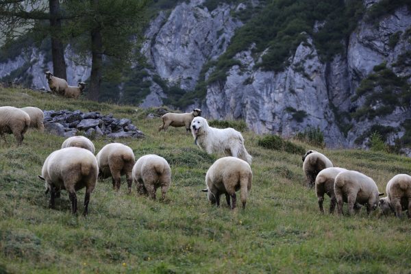 Agridea-Studie: Herdenschutz mit Hunden funktioniert
