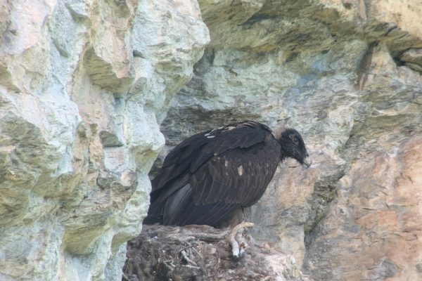 Berner Oberland: Junger Bartgeier fliegt erstmals aus