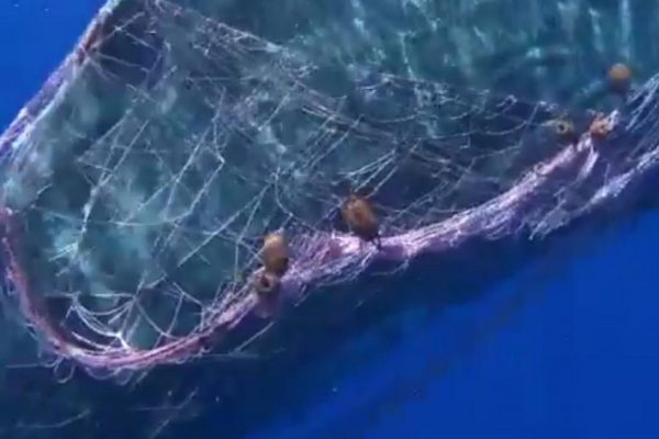 Sicile : un cachalot pris dans un filet de pêche illégal