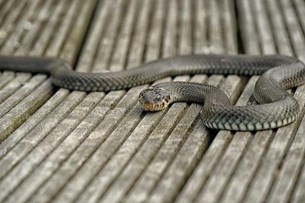 Schlangen im Garten: Keine Angst vor Sensibelchen