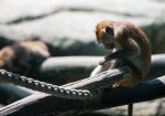 Schweizer Zoos Werden von Dreiviertel der Deutschschweizer befürwortet
