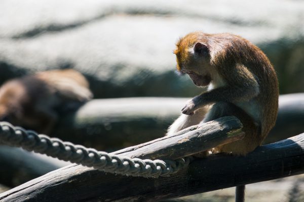 Schweizer Zoos: Dreiviertel der Deutschschweizer befürworten sie