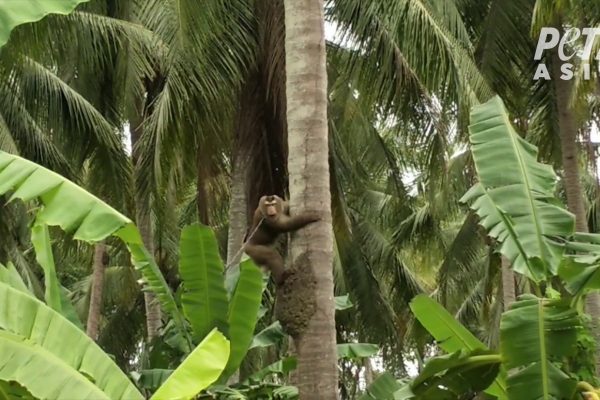 Thailand: Verstörte Affen in Kokosindustrie eingesperrt und gequält