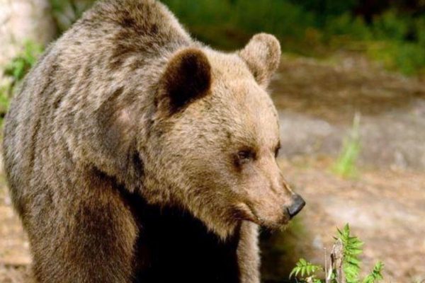 Trentin : une ourse attaque un chasseur de loisir