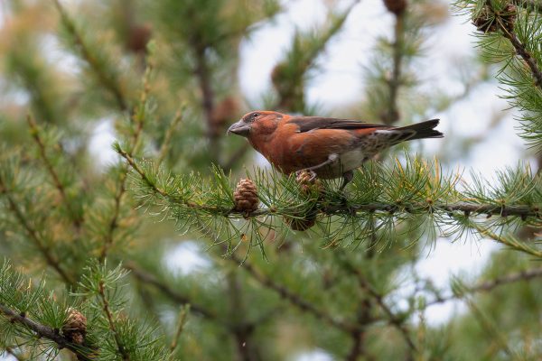 Vogelwereld van de Zwitserse Alpen verliest aan diversiteit