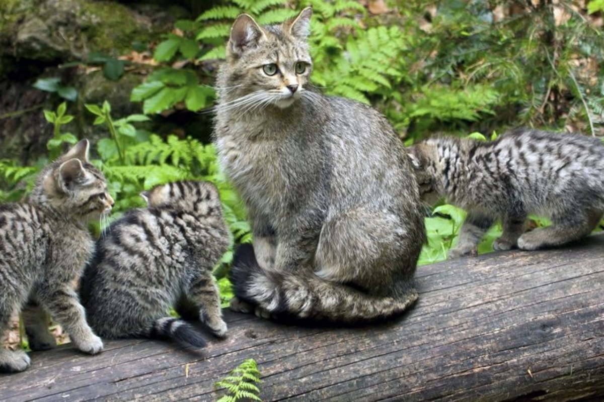 Wildkatzen-Mutter verteidigt ihre Jungen gegen einen Wolf