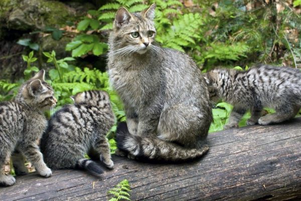 Wildkatzen-Mutter verteidigt ihre Jungen gegen einen Wolf