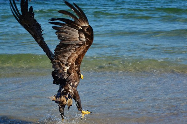 Animaux sauvages empoisonnés au carbofuran : chasseur de loisir condamné