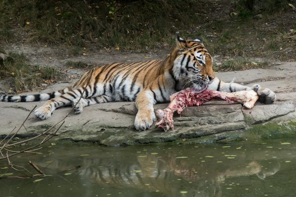Zoo Zürich: Tiger tötet Tierpflegerin