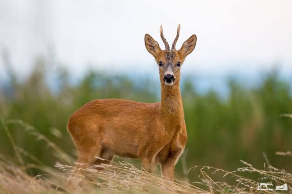 Loi fédérale sur la chasse : les massacres ne sont pas une solution