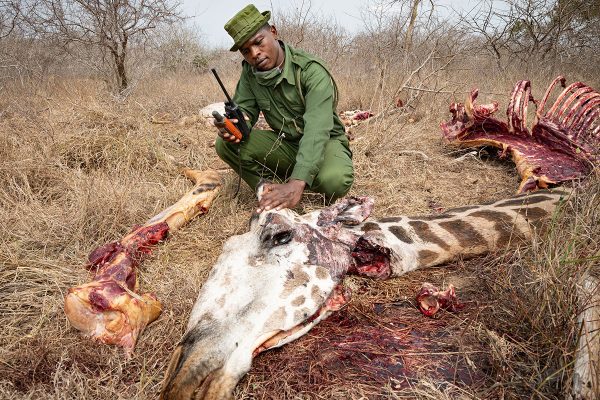 Hungersnot in Kenia: Giraffen und Wildtiere gejagt